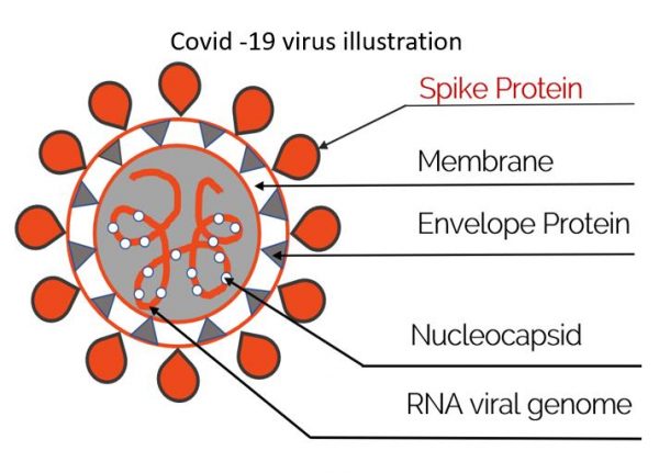 Efficay against Covid-19 - Summary of tests at Genova University
